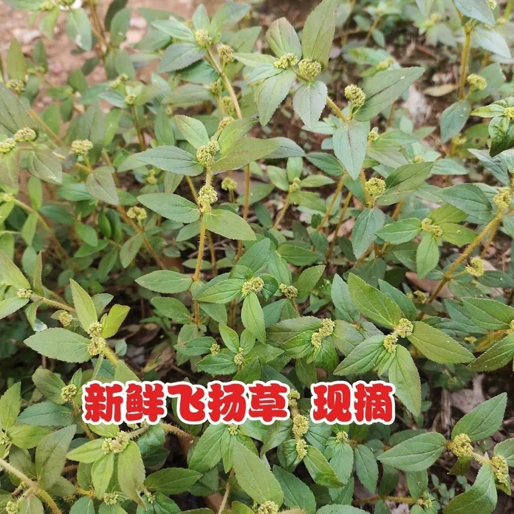 野生飞扬草新鲜大飞扬节节花白乳汁草中草药材现采肤痒洗澡通少乳