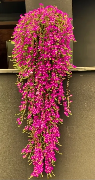 网红多肉植物枝干番杏多肉盆栽《福利爆款》悬崖桩好养好看长的快