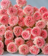 【探花甄选】小仙女稀有玫瑰  云南基地直发 两单起发顺丰冷链