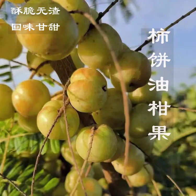 潮汕金灶柿饼油柑果 酥脆回甘 大果二斤装