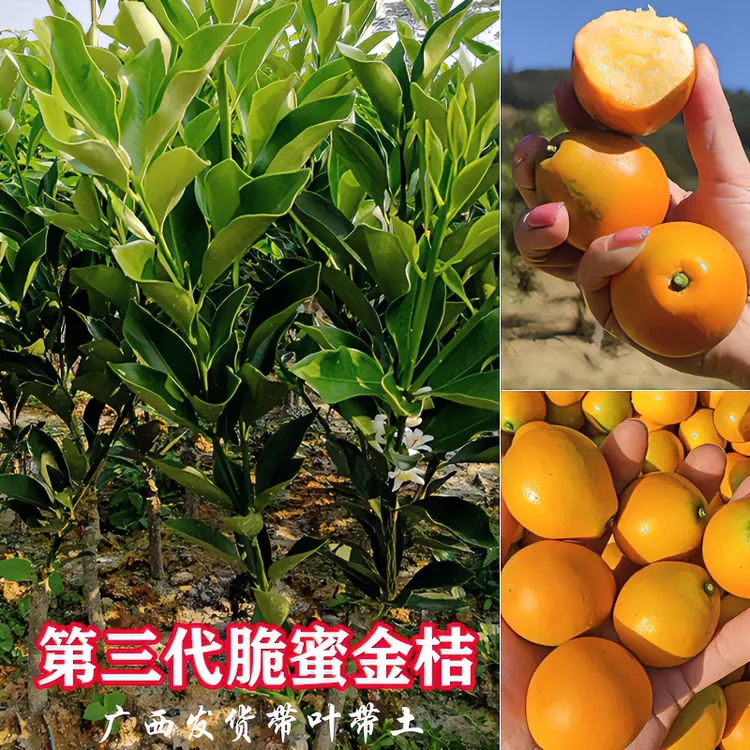 广西第三代脆蜜大果金桔树苗脆皮金桔四代大叶滑皮嫁接苗发货带土商品图