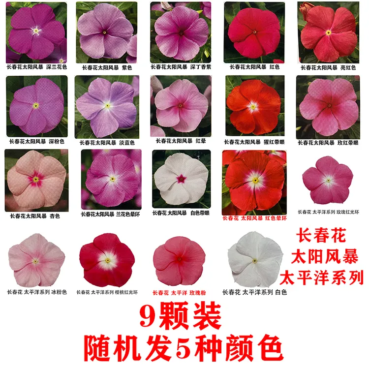 园寻园艺长春穴盘苗花卉盆栽易爆盆花期长阳台庭院天天开种苗