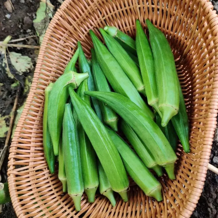 【秋葵种子】耐热蔬菜种籽阳台庭院高产蔬菜水果农家四季种植菜籽