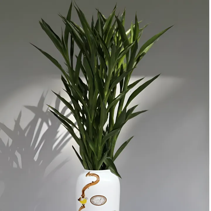 稀有带根招财竹绿色植物改善养护造型办公桌客厅海南根部绿植光照