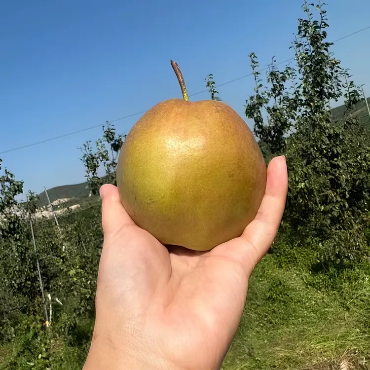 蜂蜜玉露香梨脆甜爆汁