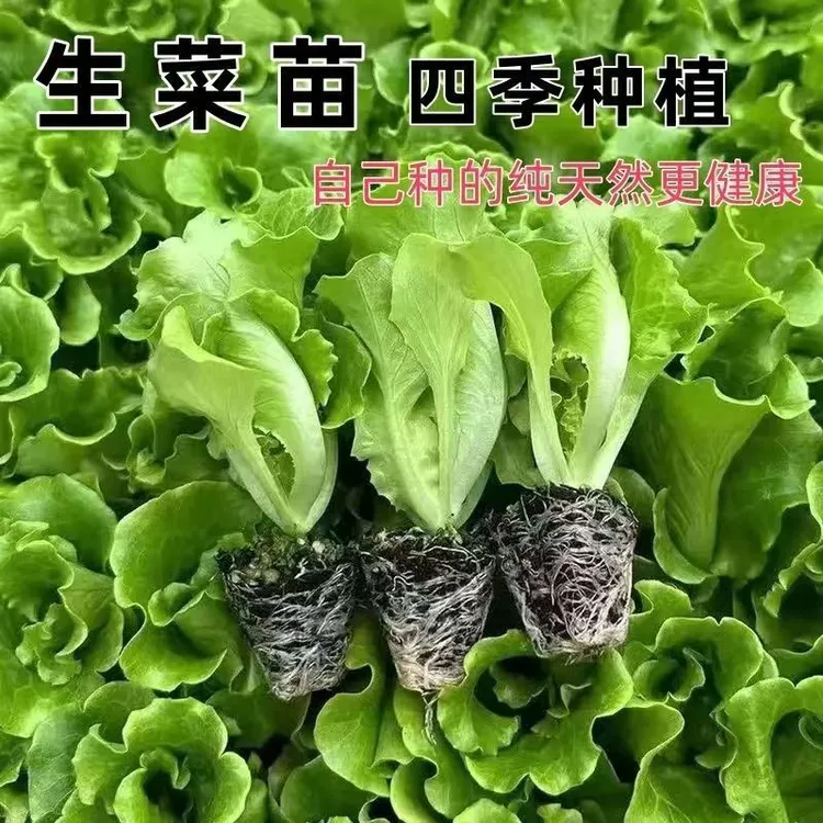 四季大速生菜苗意大利生菜耐抽苔耐热四季播种生菜盆栽生吃蔬菜苗