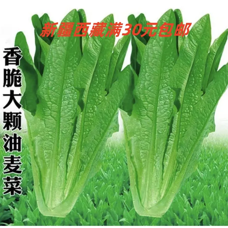 甜脆油麦菜种子清香无斑不苦油麦菜四季可种工厂直营种子（拍2送1）