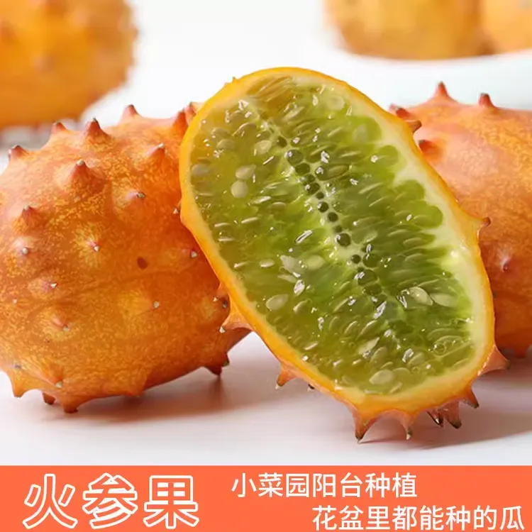 火参果种子苗火星果种子南非火生果阳台盆栽水果孑四季果苗