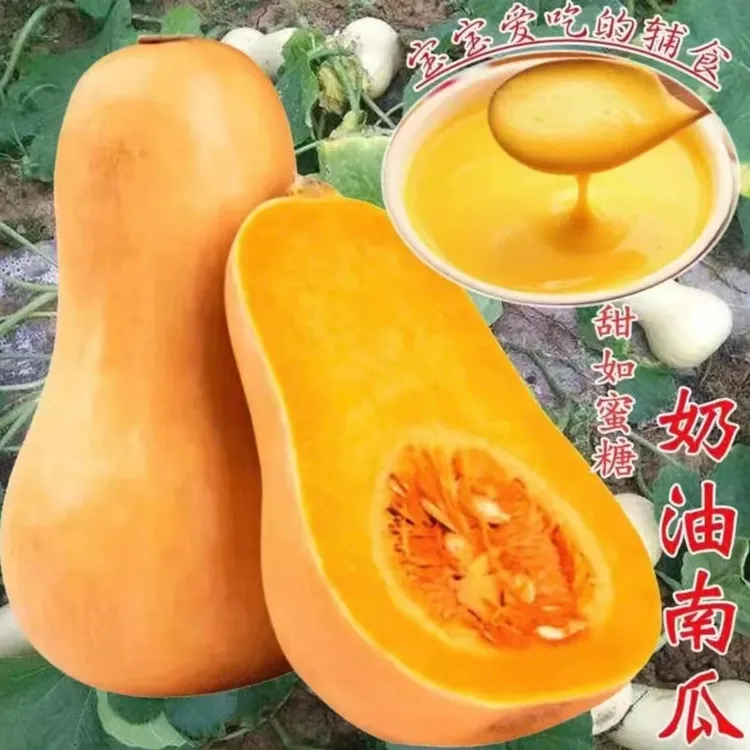 【奶油南瓜种子】 甜糯板栗蜜本南瓜种籽高产特色蔬菜种子四季植株