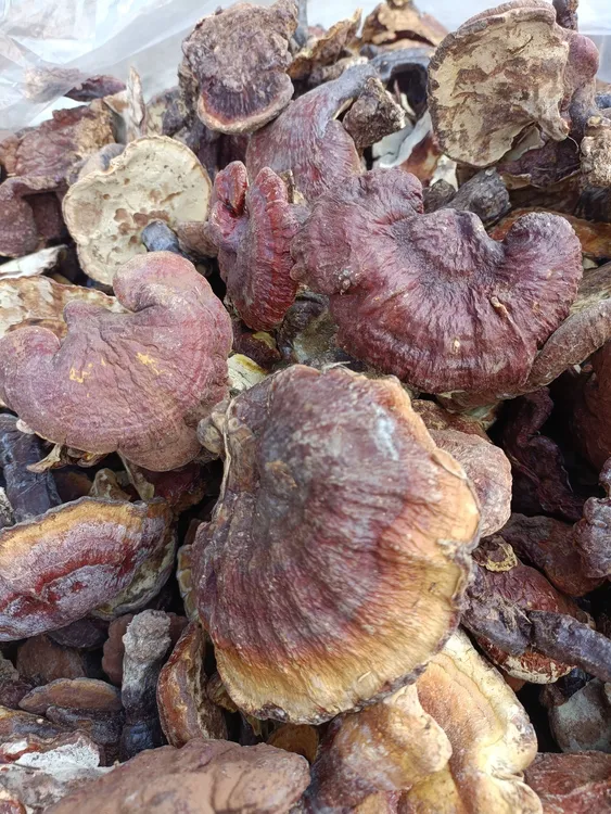 甘孜山货海螺沟雪域森态特产紫灵芝灵芝草高原自然生长高海拔干货