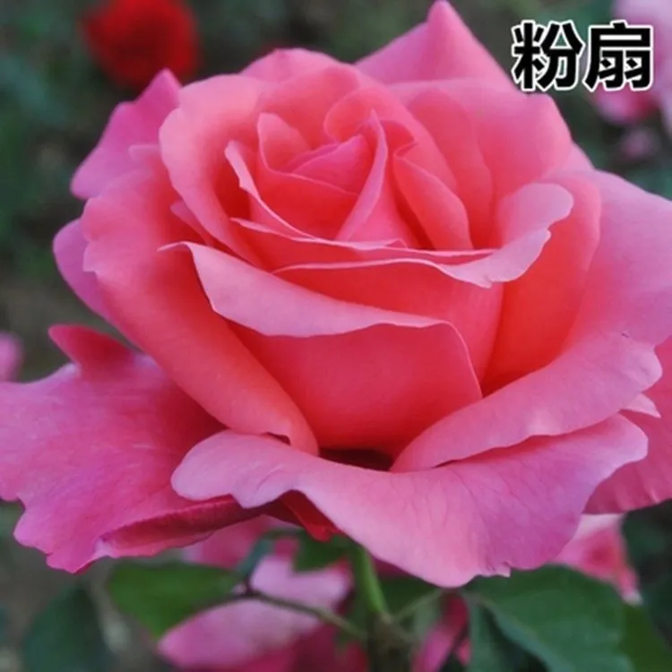 大花月季粉扇 红扇 国月地栽盆栽大花浓香多季开花庭院绿植花卉