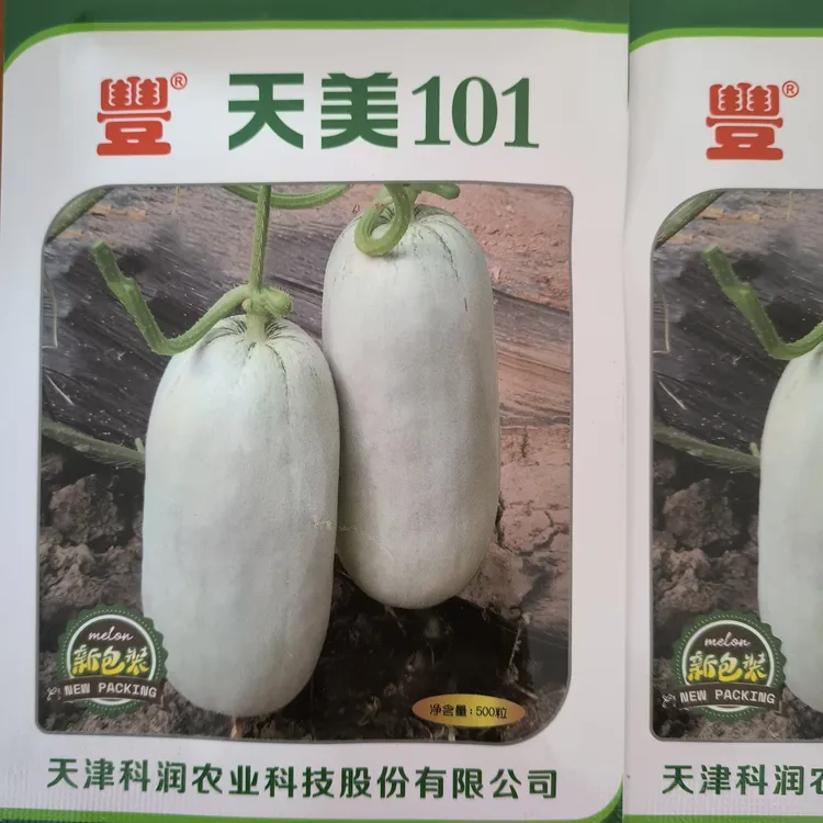 天美101薄皮甜瓜糖度高酥脆甜香71更新换代品种早熟耐裂抗逆性好