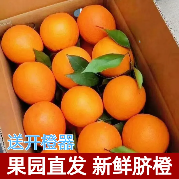 【历史低价】广西富川脐橙纽荷尔橙子产地直发新鲜发货水果