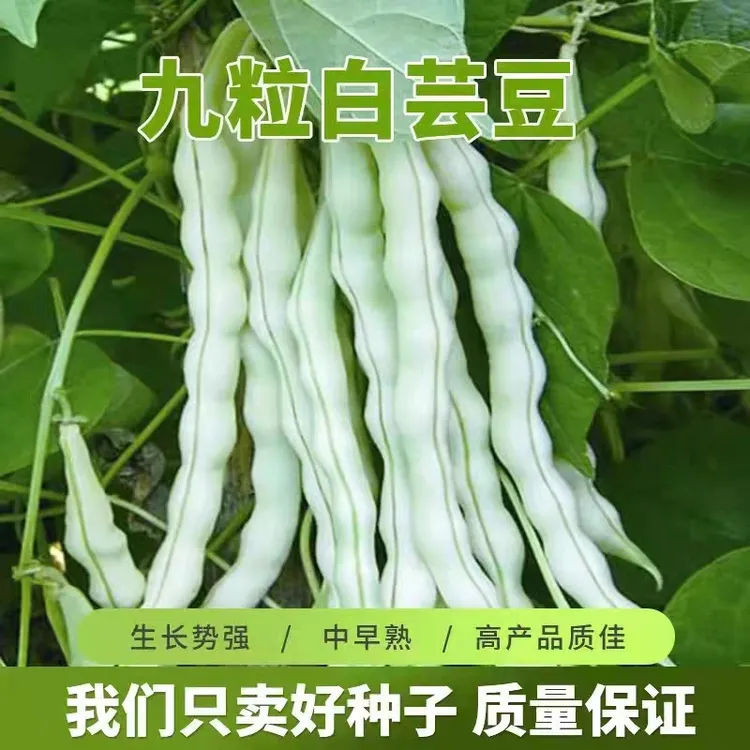 （拍3发4）白不老摘不败豆角种子九粒白芸豆高产四季豆阳台老来少