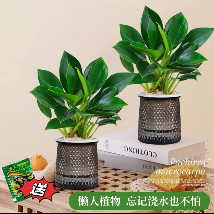 金钻绿公主盆栽绿植办公室内除甲醛绿植净化空气客厅花卉绿植