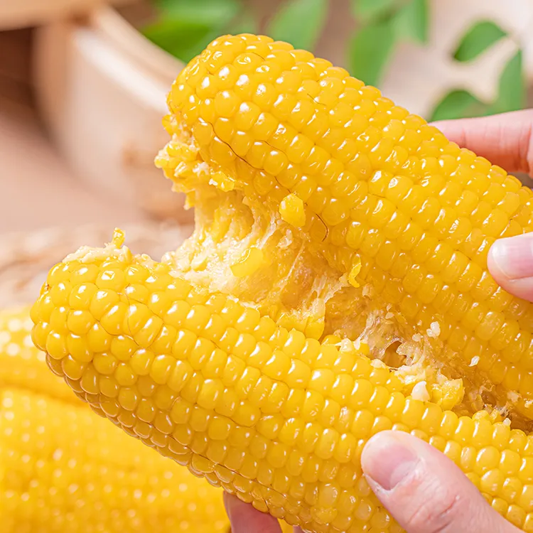【试吃3根】25年东北头茬黄糯玉米10根/真空包装发货
