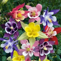 耧斗菜花种重瓣猫爪花盆栽花籽四季播多年生宿根庭院绿化花卉种子
