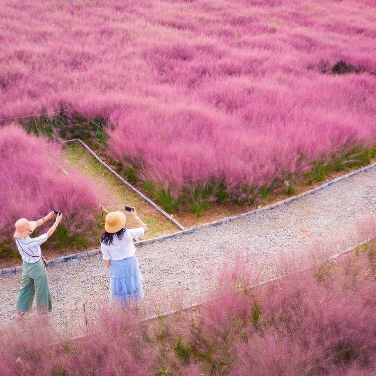 粉黛乱子草种子花草种籽子四季易种庭院景观毛芒乱子草种籽多年生