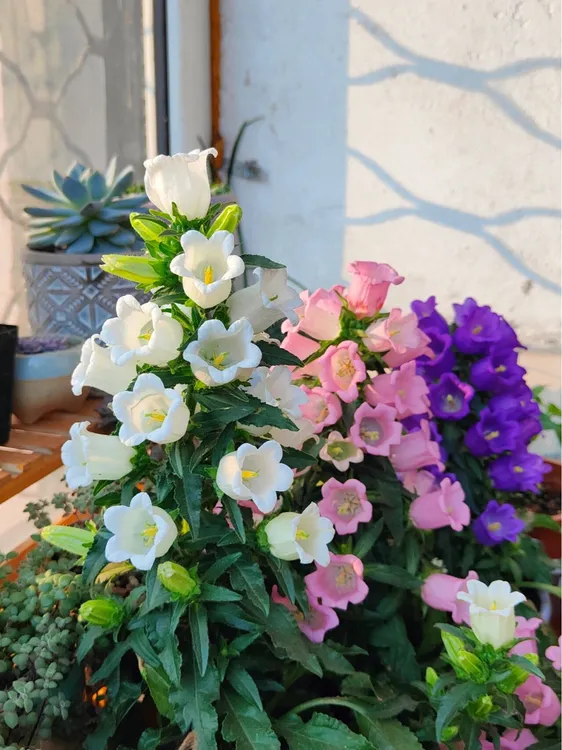 风铃草种子室外花种子喇叭花庭院花种籽子四季播种开花易活花籽子