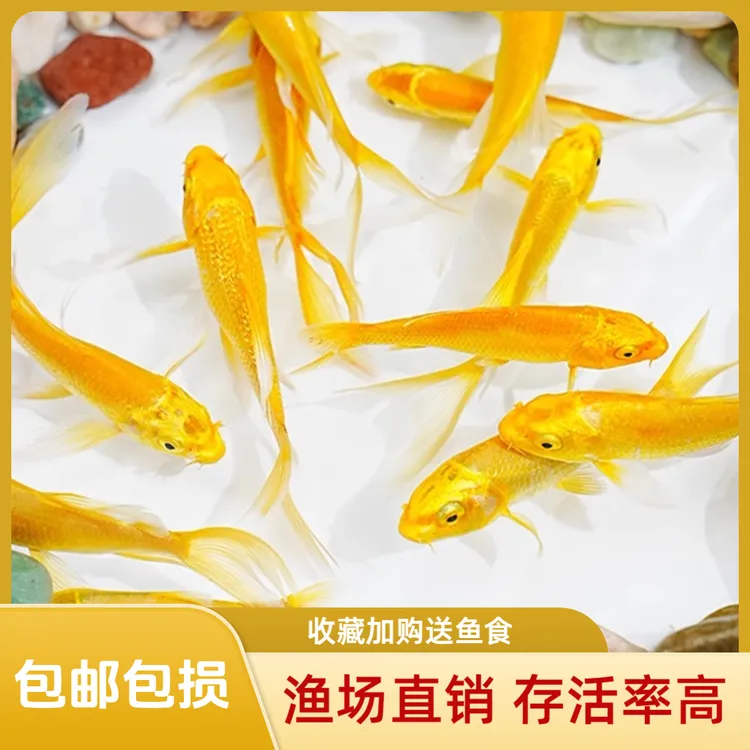 黄金龙凤招财鱼金鱼锦鲤鱼风水鱼淡水好养耐活冷水鱼苗活体观赏鱼