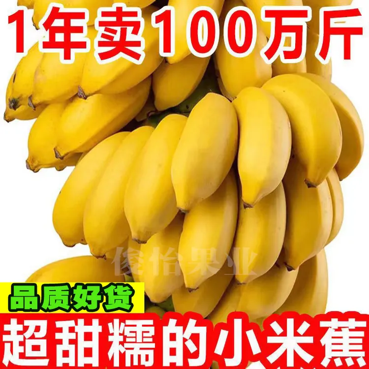 【点关注立减】广西小米蕉现摘现发产地直发2/5/9斤香蕉皇帝蕉水果