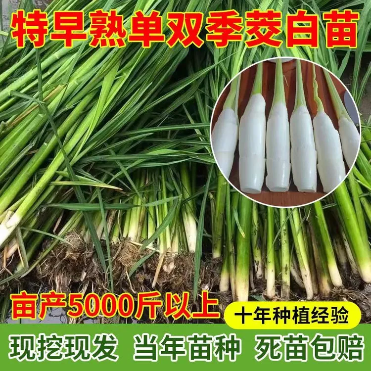 特早熟双季茭白种苗高瓜根苗浙茭8号茭瓜苗龙虾塘鱼塘种植现挖