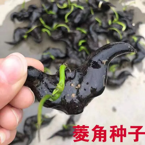 特大菱角种子菱角苗种植菱角种子红菱角种子青菱角水生植物牛角菱
