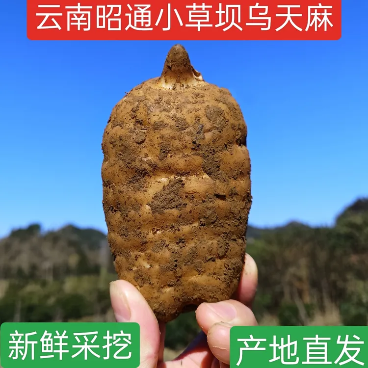 新鲜天麻正宗云南昭通小草坝天麻现挖仿野生种植煲汤滋补养生