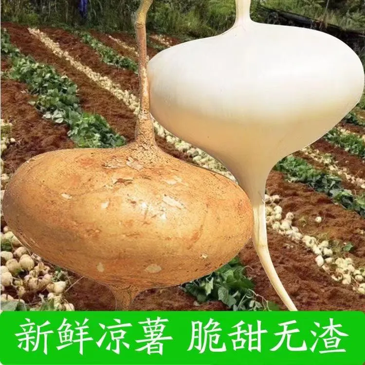 地瓜贵州地萝卜梨子凉薯正宗脆嫩青甜顺丰包邮地瓜凉薯