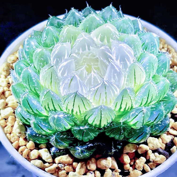 玉露冰灯多肉植物盆栽十二卷花卉盆栽黄金玉露冰灯新手办公室盆栽