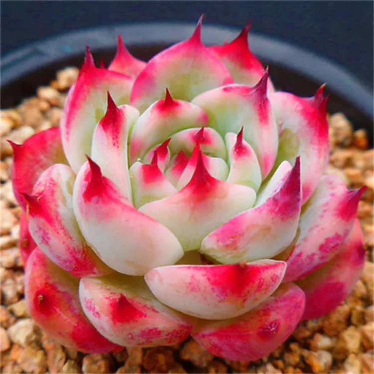 吉娃娃多肉植物  防辐射新手萌肉肉超萌肉肉易爆盆办公室盆栽花卉