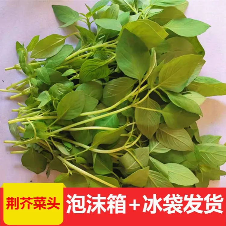 河南荆芥菜不带根新鲜0.5斤大叶荆芥青蔬菜调味菜凉拌菜饼饺子包
