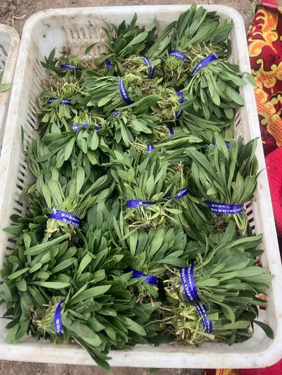 河南应季新鲜面条菜羊蹄子颗蒸菜必备1-5斤种植自种干净好吃青菜