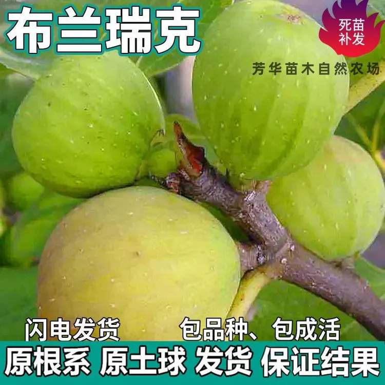 布兰瑞克无花果树苗南北方庭院地栽盆栽种植特大嫁接果苗当年结果