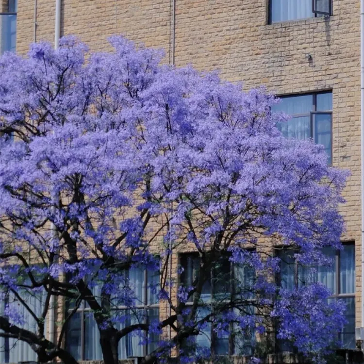 蓝花楹 庭院阳台盆栽植物 耐热耐晒蓝紫色花朵 多年生好养盆栽