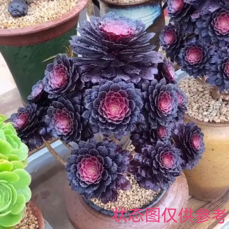 法师老桩多肉植物黑铜壶多肉法师大颗多头精品绿植盆栽花卉