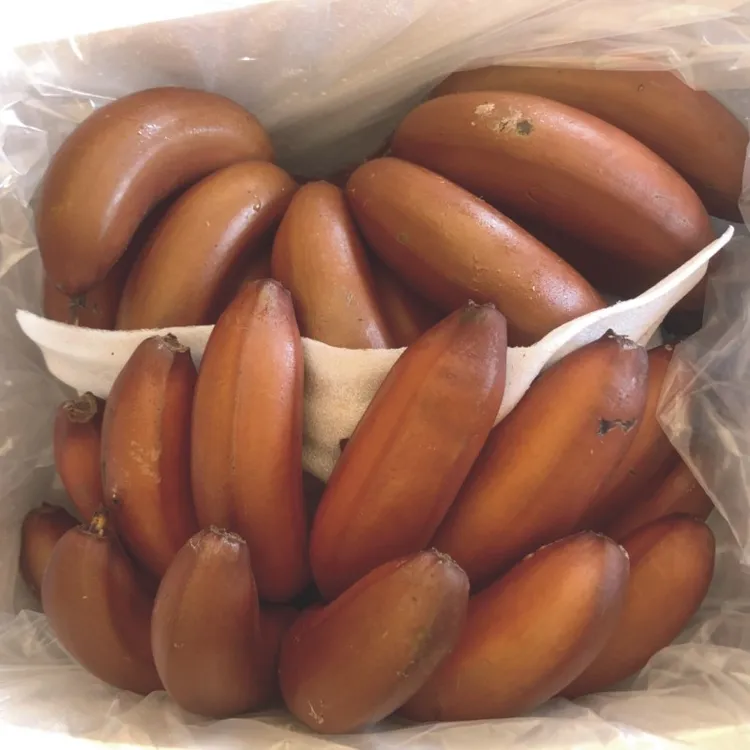 广西红美人蕉 红皮香蕉  新鲜香蕉新鲜水果现采现发