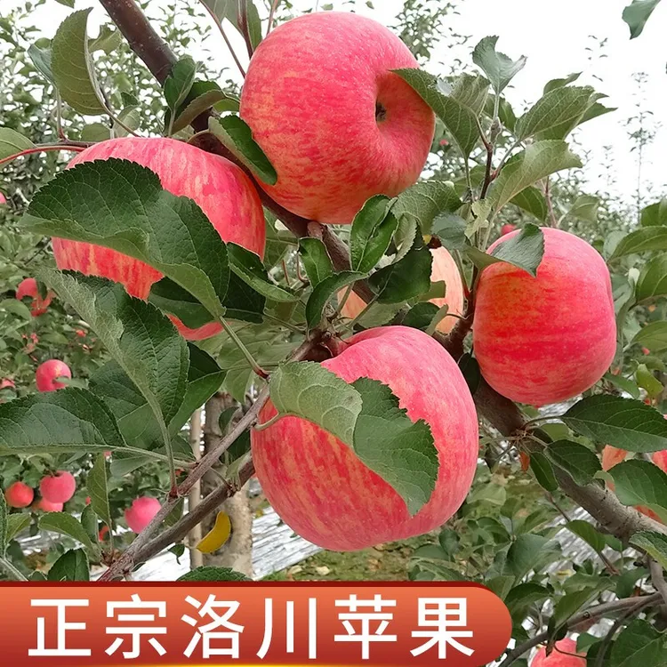 红富士陕西洛川苹果 【原产地直发】苹果红富士12枚80/85mm新鲜水果