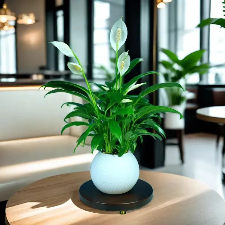 百花姿白掌盆栽一帆风顺水培土培植物室内花卉绿植白掌盆栽好养