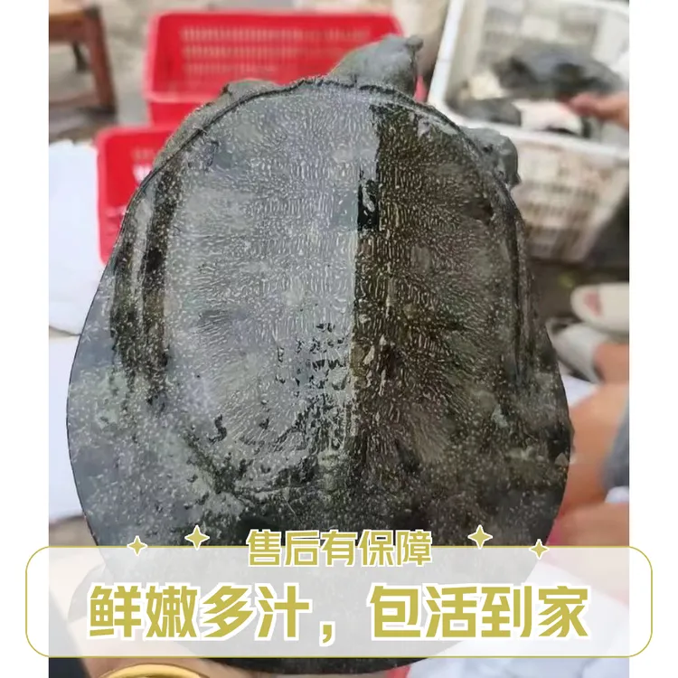 【自家生态甲鱼】湖北监利户外放养外塘甲鱼（改链接专用一只或多只）