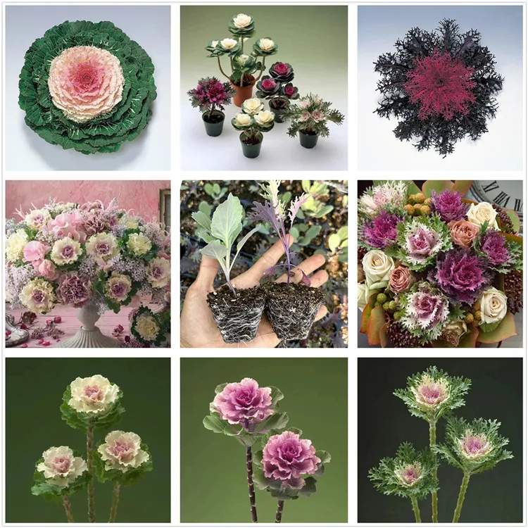 羽衣甘蓝花苗切花盆栽品种玫瑰甘蓝可养多头老桩耐寒花卉植物包邮