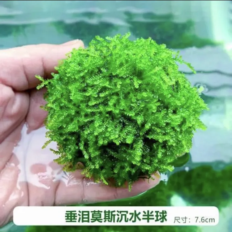 垂泪莫斯半球莫斯水草造景沉木大三角美凤尾垂泪莫丝半球阴性