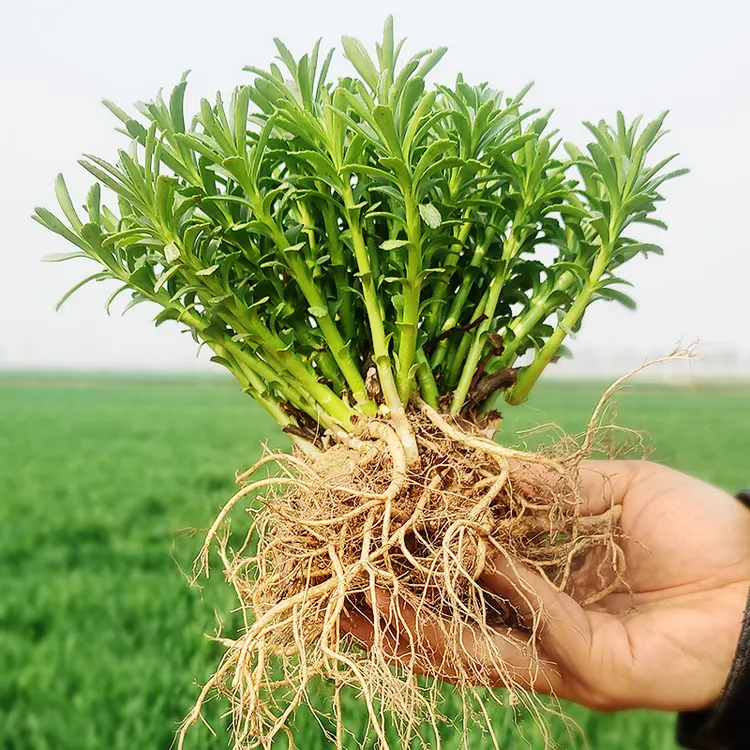 救心菜养心菜高钙菜土三七云南白药草盆栽蚊子草