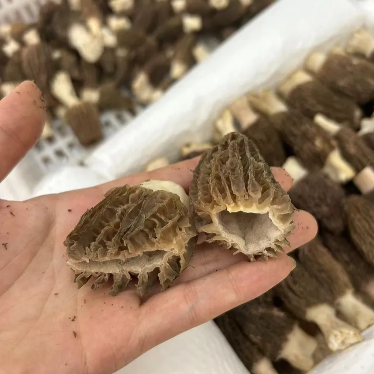 自吃款 特惠新鲜羊肚菌 小菇 丑菇 宝宝菇 破损1000g两斤不售后