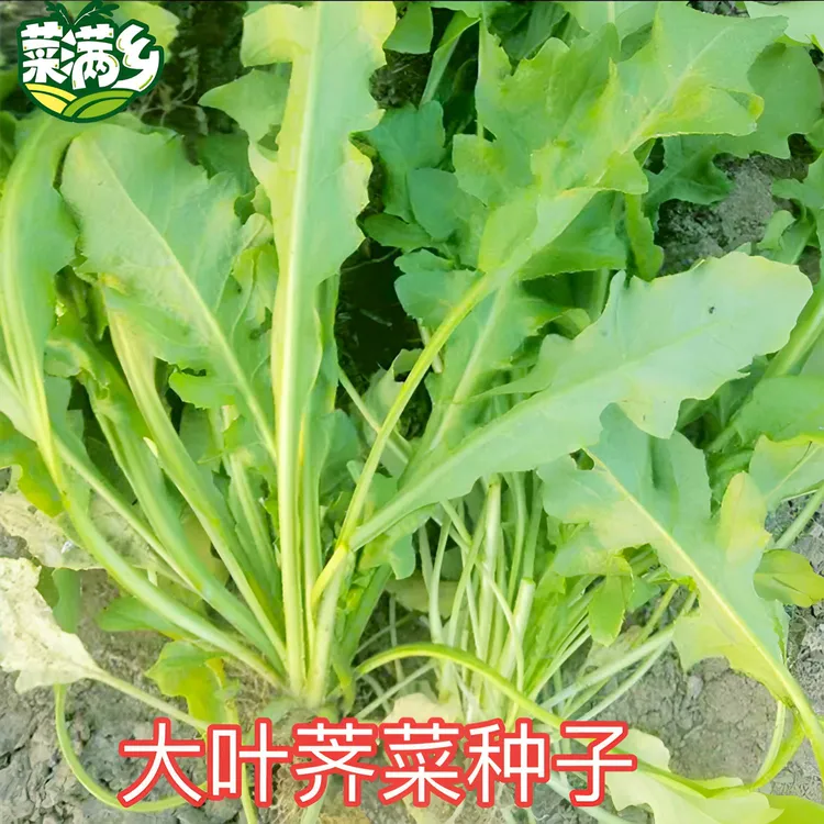 【大叶荠菜种子】四季种植阳台盆栽小院种菜蔬菜菜籽种子