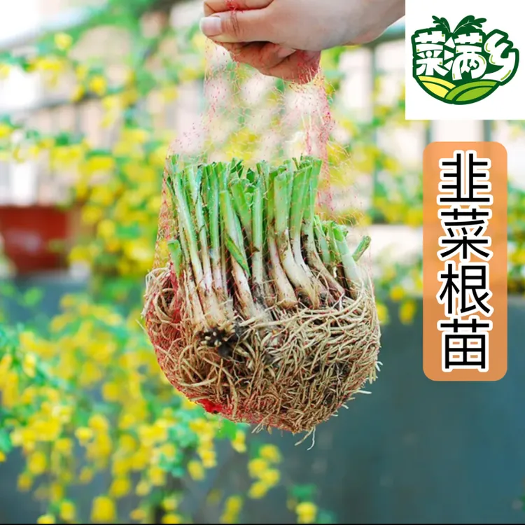 菜满乡韭菜蔬菜根苗紫根宽叶真品对版根系发达粗壮