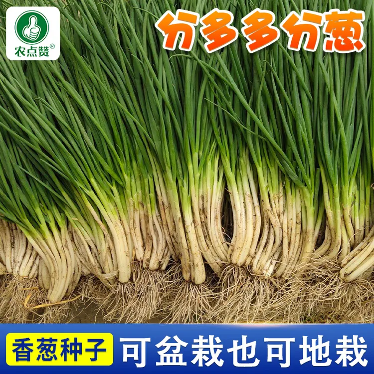 四季小香葱 小分葱小葱种子阳台庭院盆栽耐寒耐热浓香蔬菜种籽
