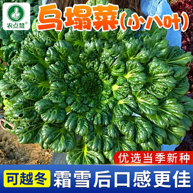 乌塌菜种子秋冬耐寒黑菜小八叶菊花心黑叶乌塌菜菜种农家蔬菜菜子