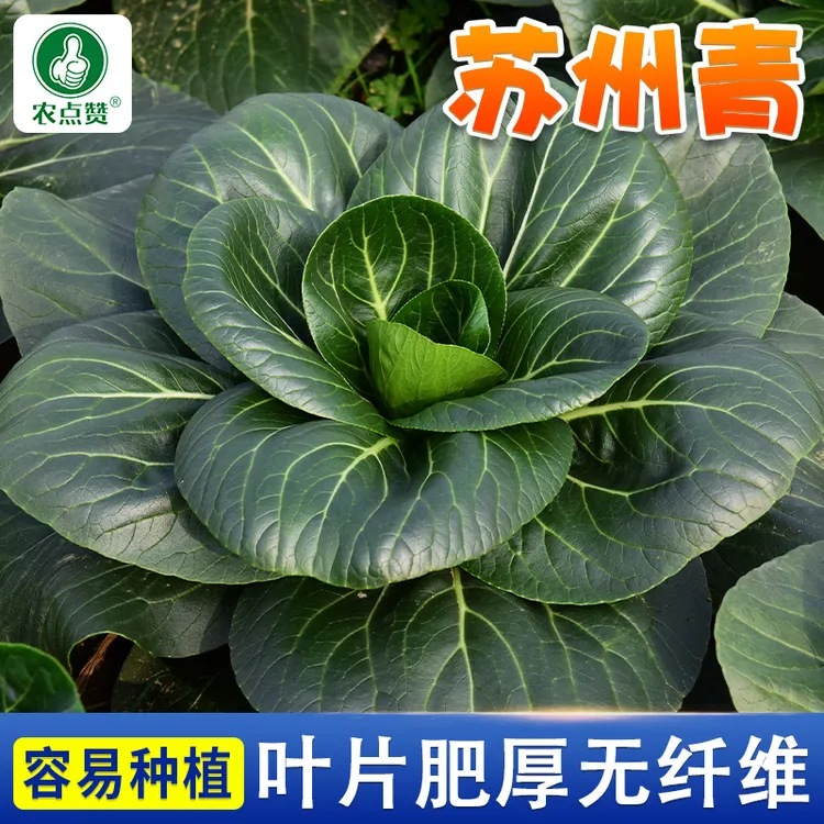 黑叶苏州青种子上海青油菜蔬菜种子四季播种室内庭院种植青菜高产