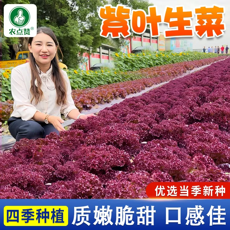 【紫叶生菜】厂家正品菜籽四季速生生菜种籽苗小院阳台盆栽蔬菜种子商品图
